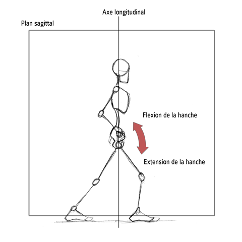 Flexion de hanche/antéversion du bassin 5adf3110