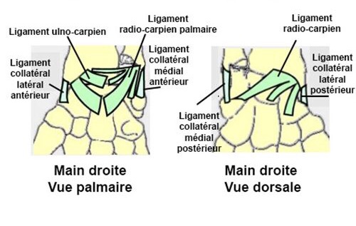 puissance des ligaments postérieurs , différence ligament poirier et ligament ulno carpien  B8252710