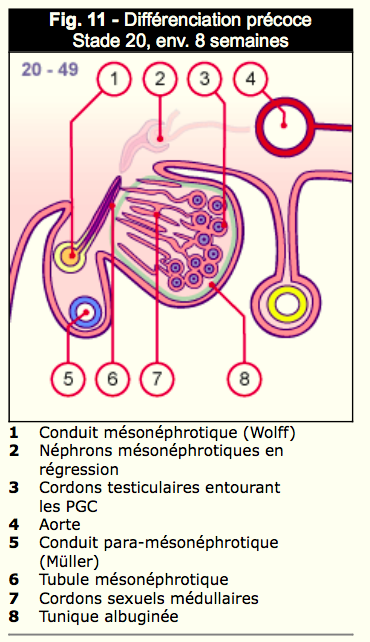 Embryologie du testicule Captur16