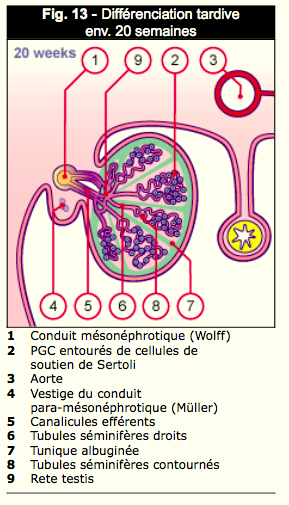 Embryologie du testicule Captur17