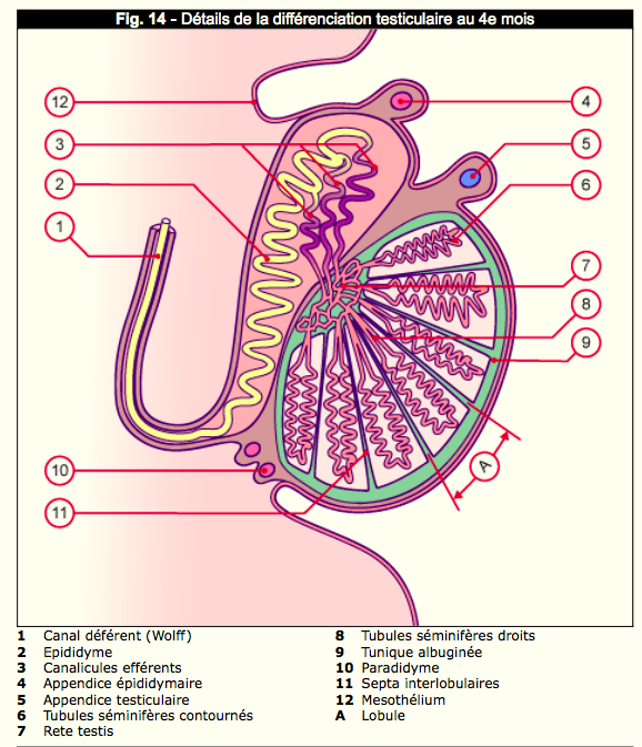 Embryologie du testicule Captur18