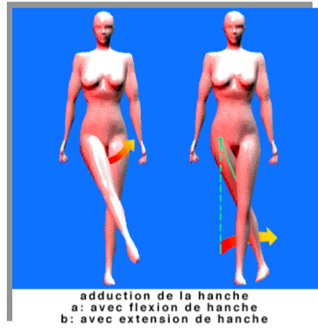 Action des adducteurs de la hanche (Lons, myologie de la cuisse) Captur20