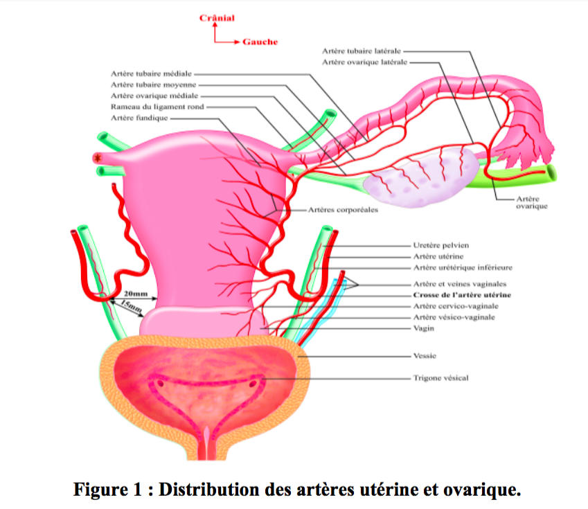 vascularisation utérus Captur27