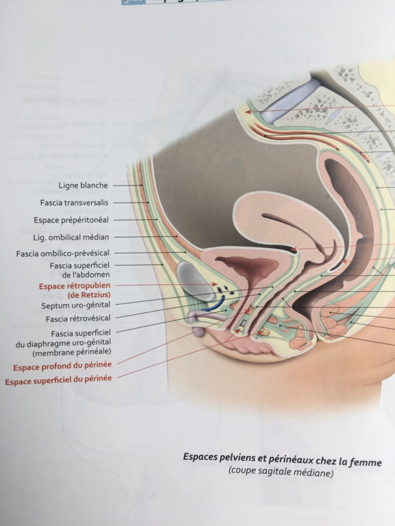 différence sphincter urétral et diaphragme urogénitale-génital homme/femme Image11