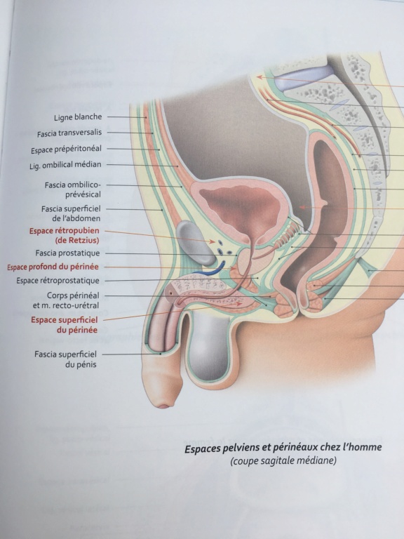 différence sphincter urétral et diaphragme urogénitale-génital homme/femme Image12