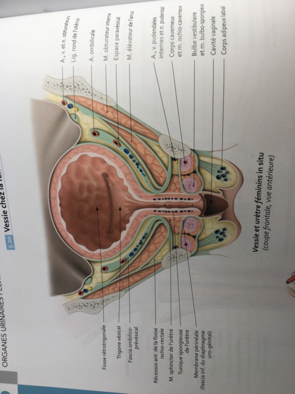 différence sphincter urétral et diaphragme urogénitale-génital homme/femme Image14