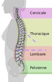 Vertèbres lombaires Spinal10