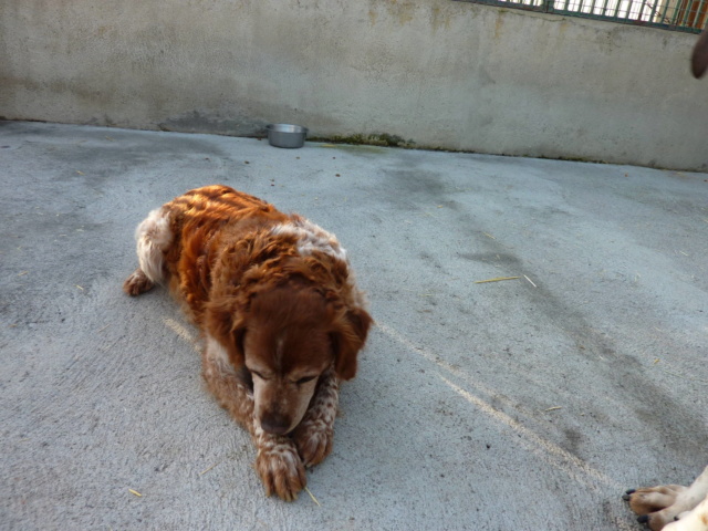 BOBY - epagneul breton 10 ans - Sos Animaux à Le Broc (63) Memo0024