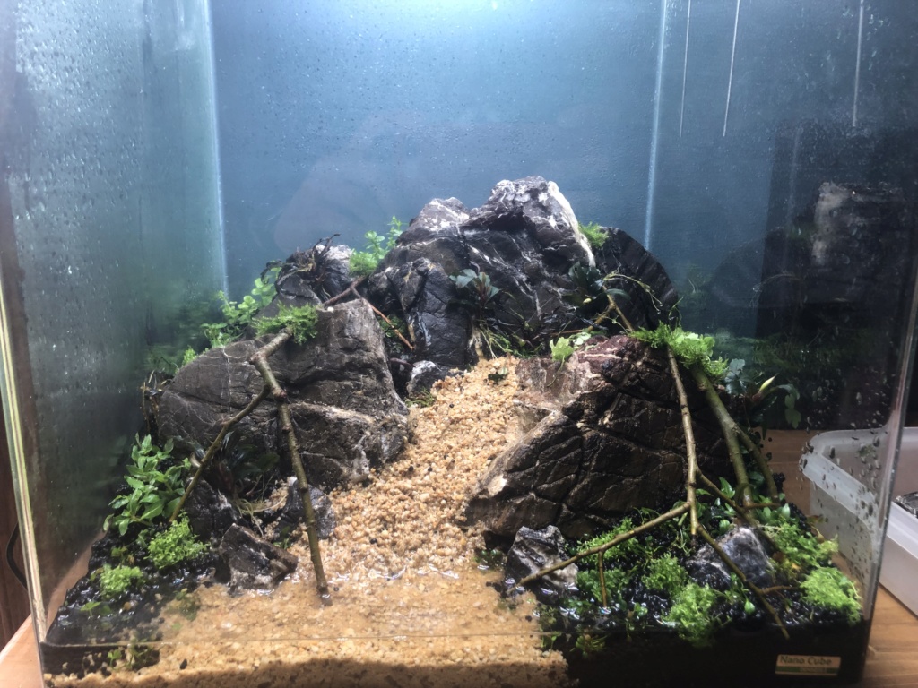 Nanocube 60L DSM Aquascaping Img_3410