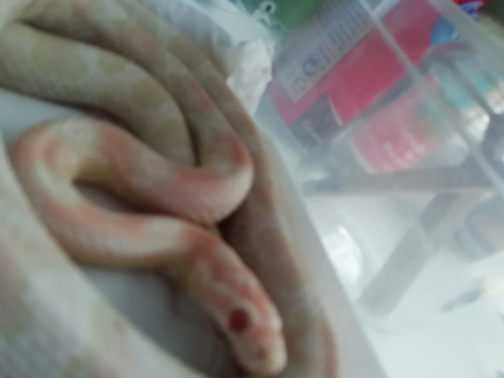 Serpent avec du substrat dans la bouche comment faire ?  Img_2018