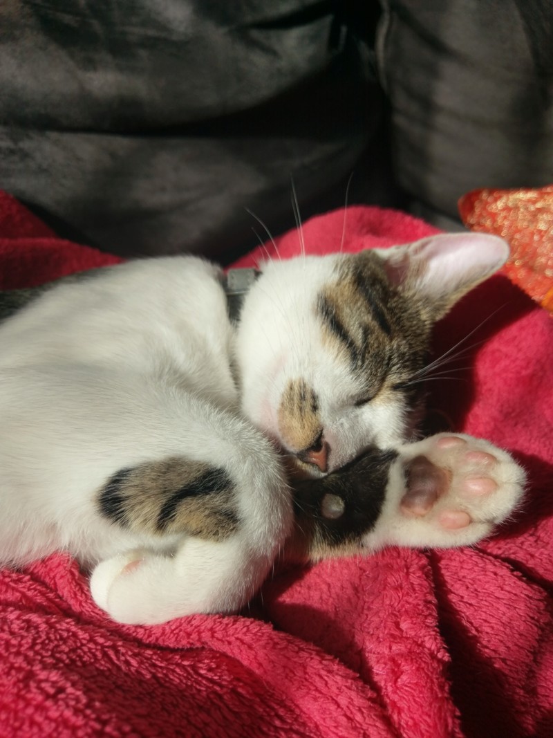Pakito, chaton tabby blanc de type européen, né le 20/04/2019 20190911