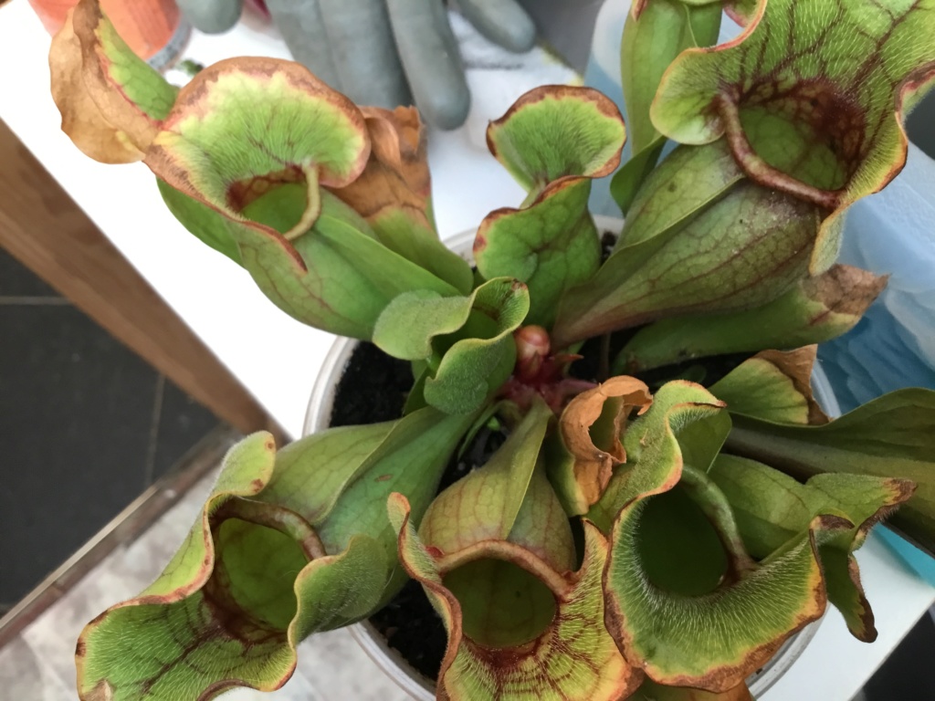 État de ma sarracenia  Dfdc4c10