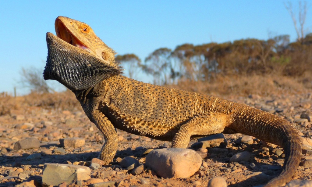 Fiche descriptive du Pogona Vitticeps