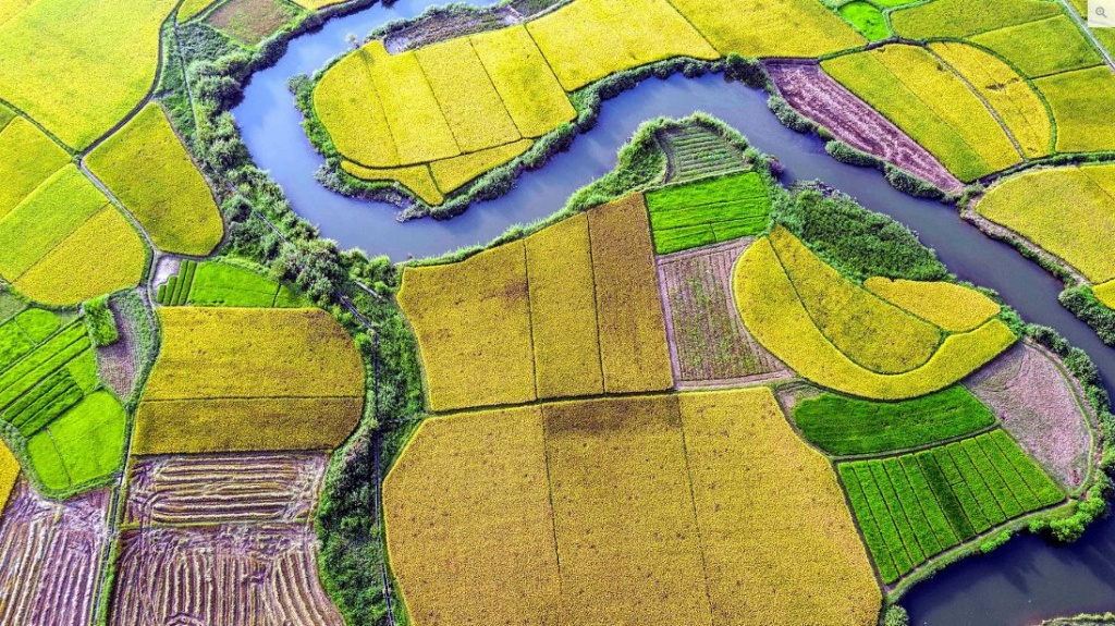 Terrain ideas: North Vietnamese paddy fields Northv10