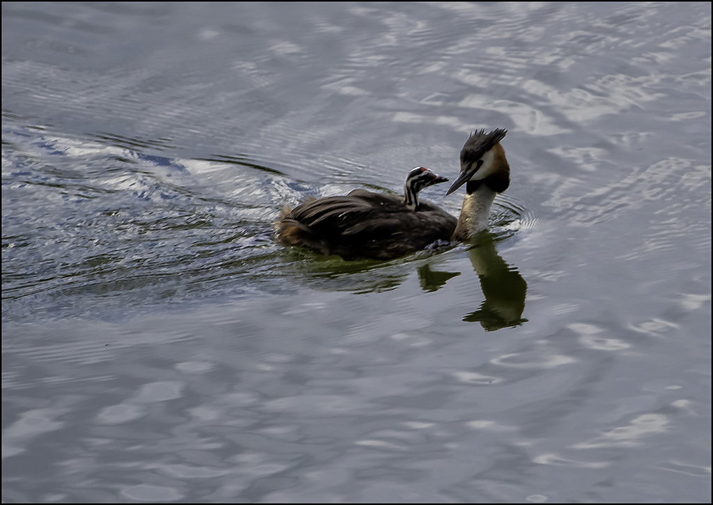 mère et progénitures _dsc3110