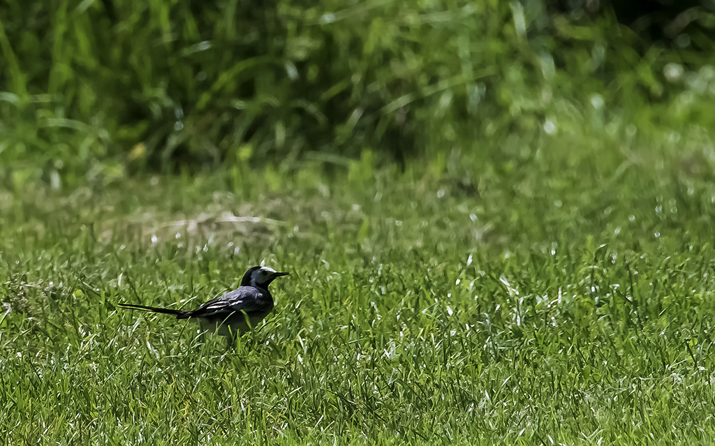 quel est cet oiseau ? _dsc3410