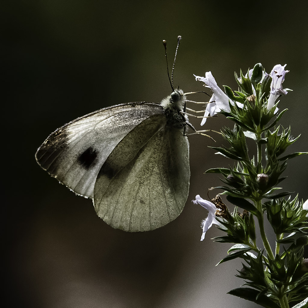 Piéride du choux (imago) _dsc4610