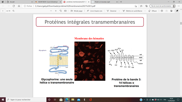 les protéines membranaires - partie N terminale Diapo_10
