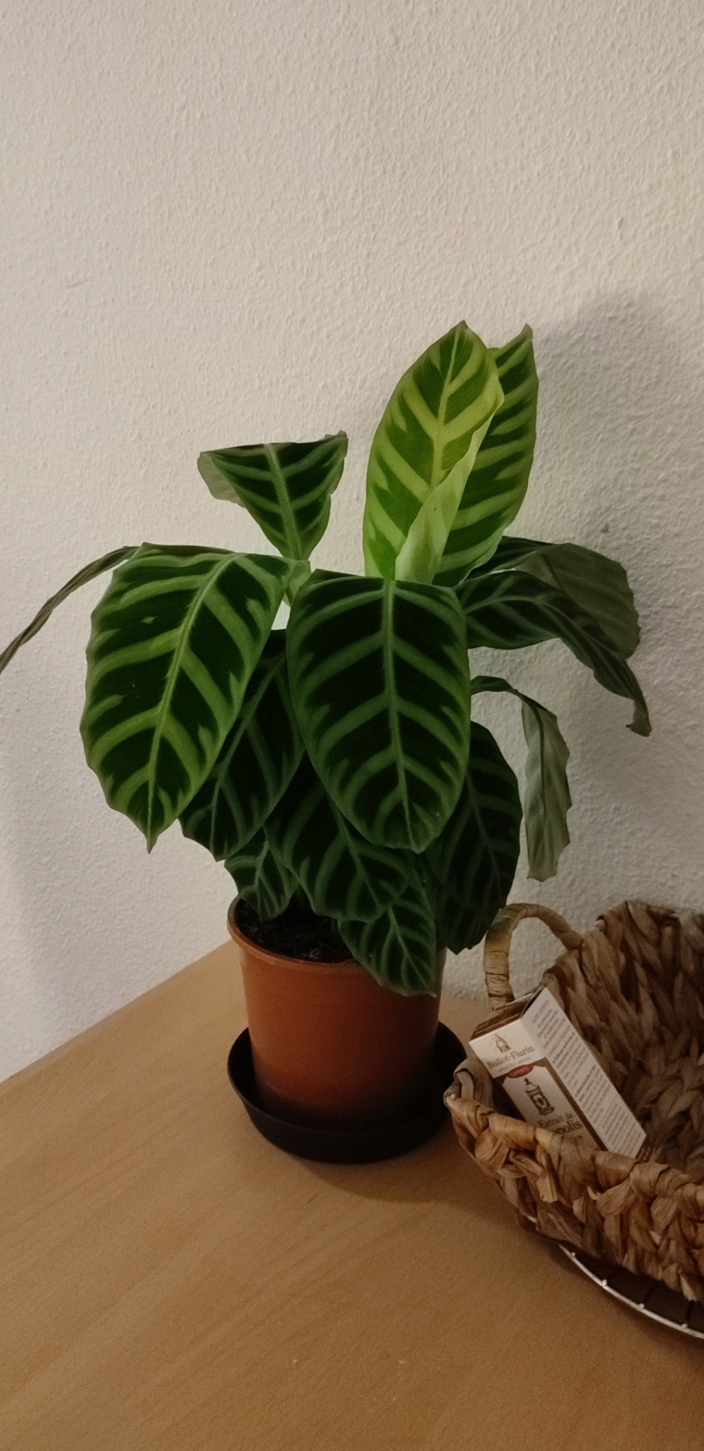 A l'aide ! Mon calathea se meurt ? Snapch10