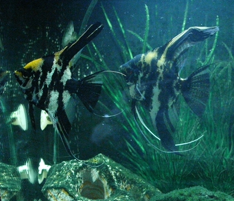 Tropical Fish Hobby P1020220