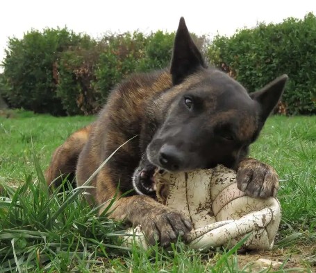 JACKSON Type berger belge malinois 9 ans (dont 4 de refuge) SPA DE DOLE à BIARNE (39) - Page 3 Jackso10