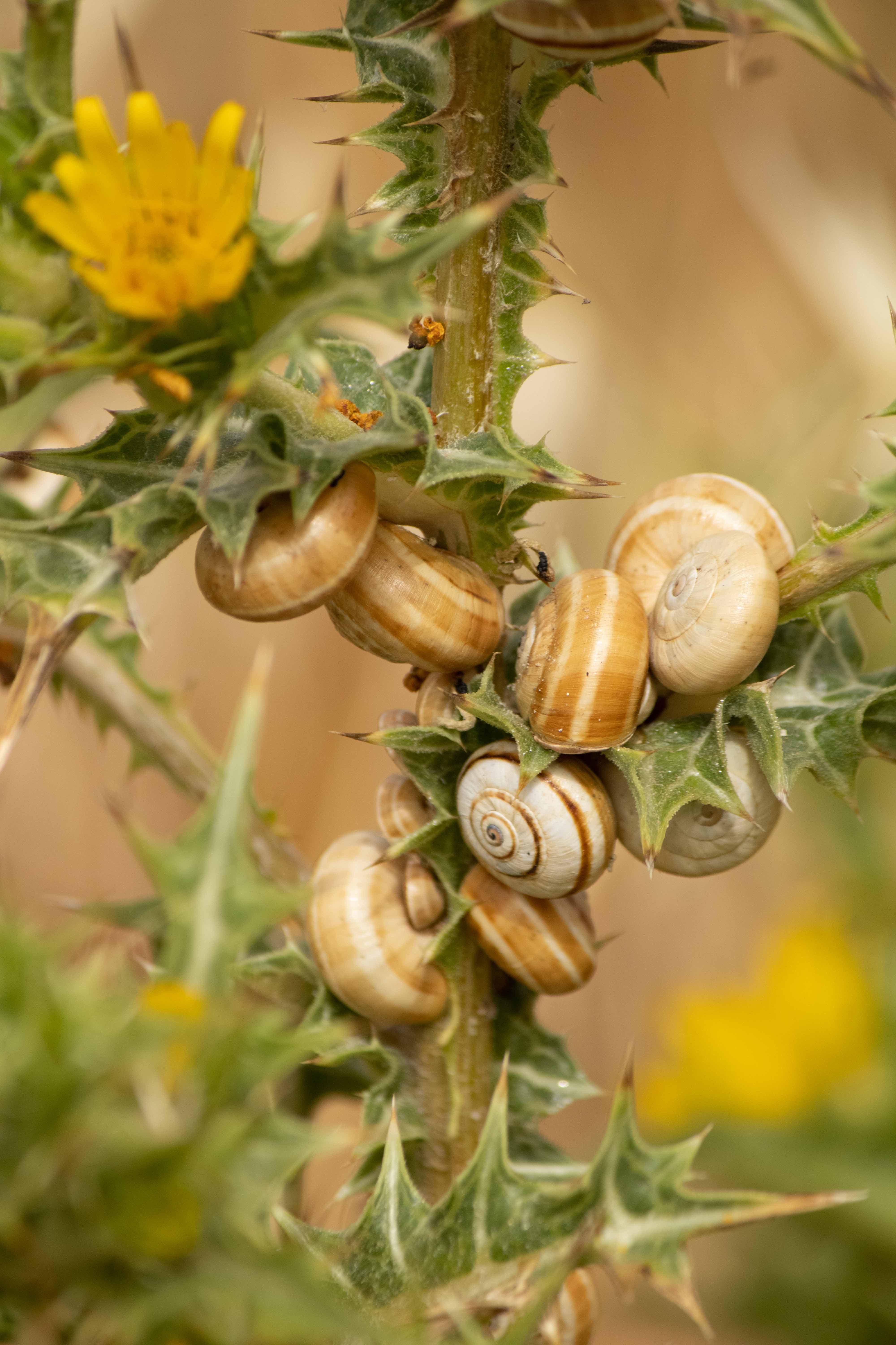 [Animaux]  ☞ escargots Img_9611