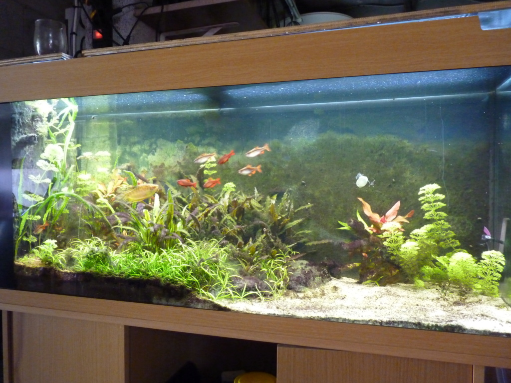 Ma petit histoire Aquariophile de 2009 à aujourd'hui  P1100210