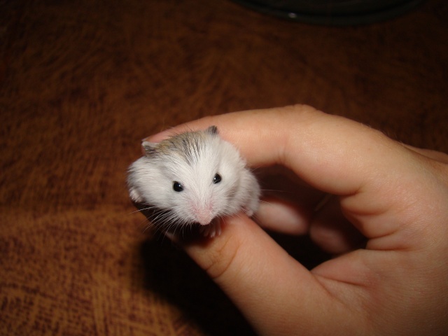 A adopter hamster Roborowski - HAUTE NORMANDIE Dsc07312