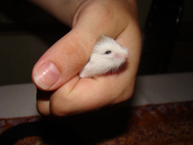 A adopter hamster Roborowski - HAUTE NORMANDIE Dsc07313