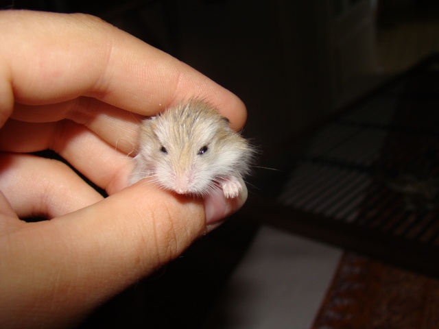 A adopter hamster Roborowski - HAUTE NORMANDIE Dsc07314