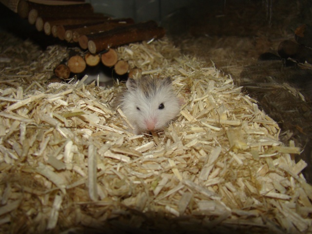 A adopter hamster Roborowski - HAUTE NORMANDIE Dsc07315