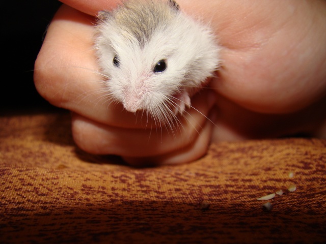 A adopter hamster Roborowski - HAUTE NORMANDIE Dsc07411