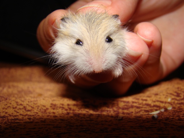 A adopter hamster Roborowski - HAUTE NORMANDIE Dsc07412