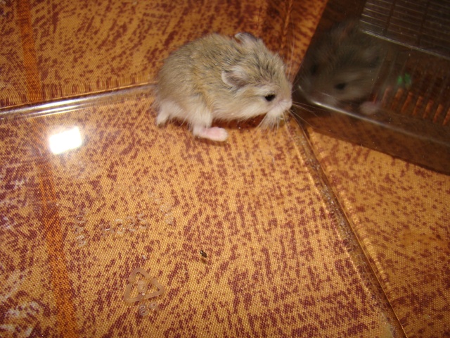 A adopter hamster Roborowski - HAUTE NORMANDIE Dsc07413
