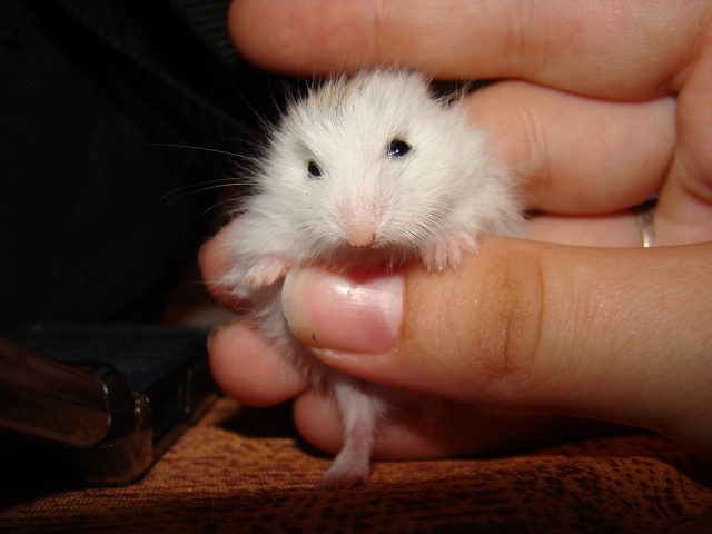 A adopter hamster Roborowski - HAUTE NORMANDIE Dsc07414