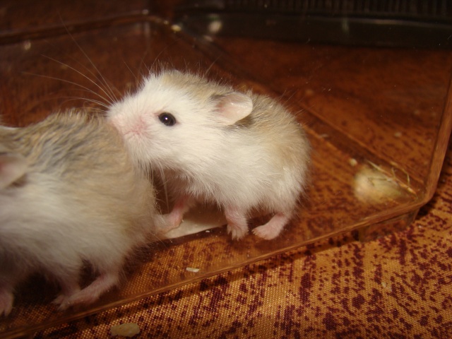 A adopter hamster Roborowski - HAUTE NORMANDIE Dsc07415
