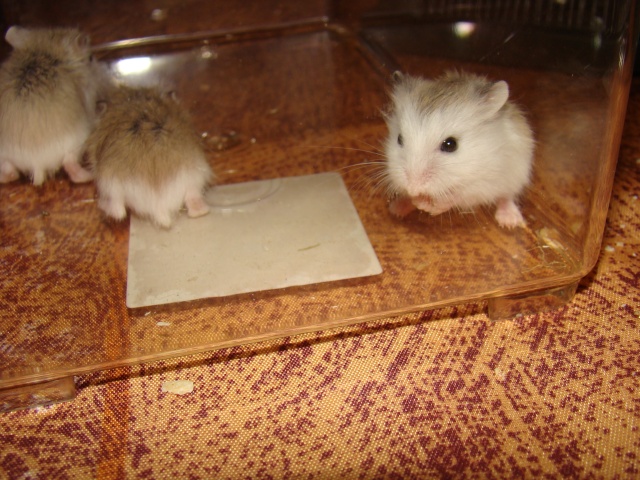 A adopter hamster Roborowski - HAUTE NORMANDIE Dsc07416