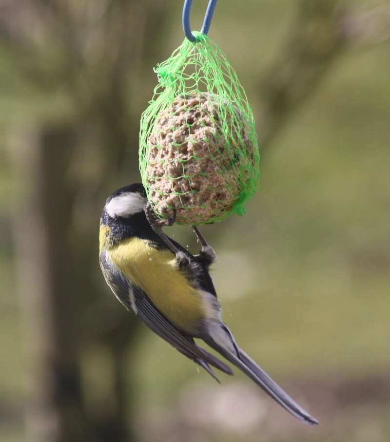 Pour ceux qui aiment tous les oiseaux! - Page 24 Img_0315