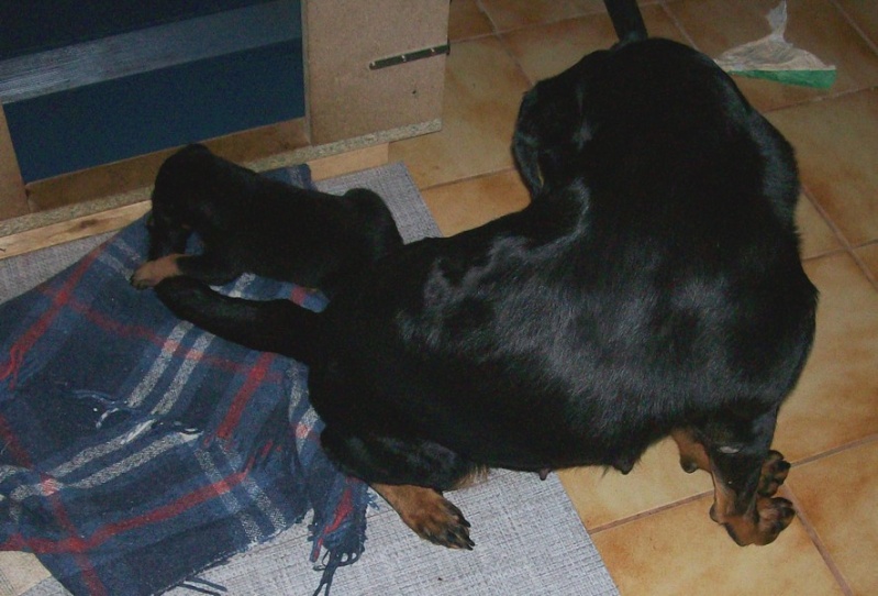 Chiquita X Comanche (beaucerons) - Page 2 28_oct13