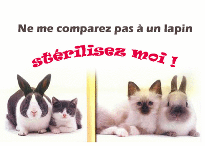 STERILISEZ VOS CHATS ... Steril10