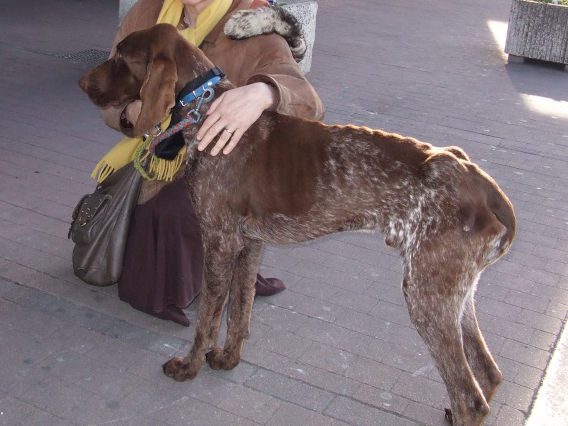 BANCO - braque allemand 6 ans -  La Tribu de Sapeur à Varaville (14) Banco210