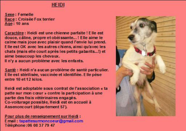 42 - HEIDI, femelle terrier de 10 ans attend sa famille Heidi110