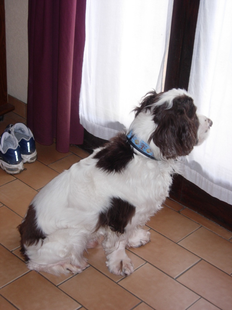 utwo springer spaniel 4 ans dep 28 RESERVE SOFTY - Page 2 Utwo110