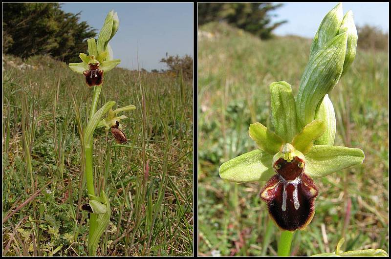Ophrys aranifera ( = sphegodes , Ophrys araignée ) Op-ara11