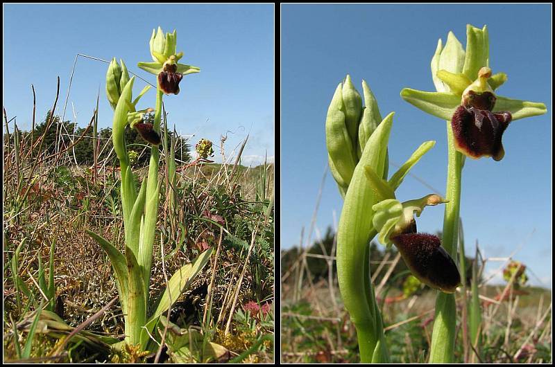 Ophrys aranifera ( = sphegodes , Ophrys araignée ) Op-ara12