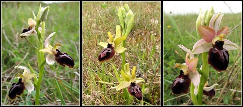Ophrys passionis ( Ophrys de la Passion ) Op-pas24