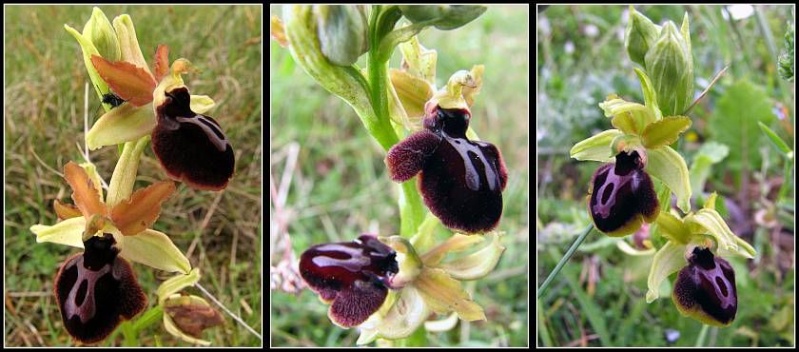 Ophrys passionis ( Ophrys de la Passion ) Op-pas26