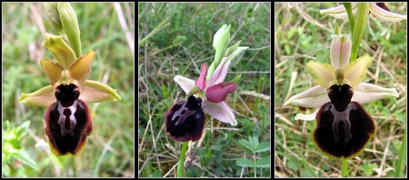 Ophrys passionis ( Ophrys de la Passion ) Op-pas28