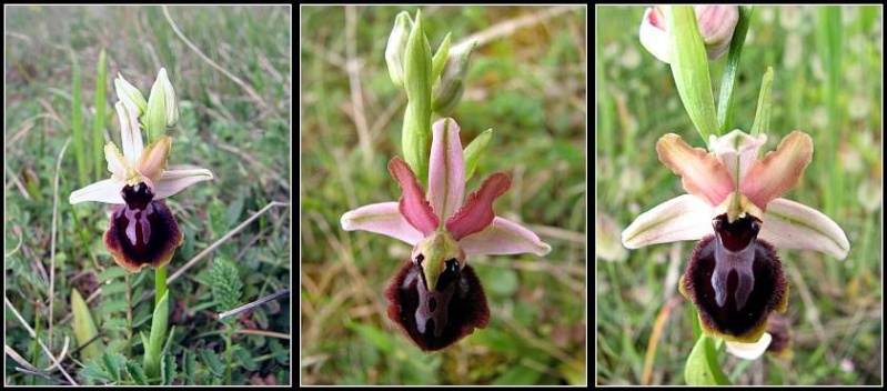 Ophrys passionis ( Ophrys de la Passion ) Op-pas29