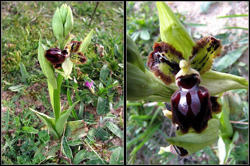 Cavité stigmatique d'un ophrys : largeur et hauteur Op-pas31